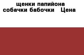 щенки папийона собачки-бабочки › Цена ­ 20 000 - Ленинградская обл., Волосовский р-н Животные и растения » Собаки   . Ленинградская обл.